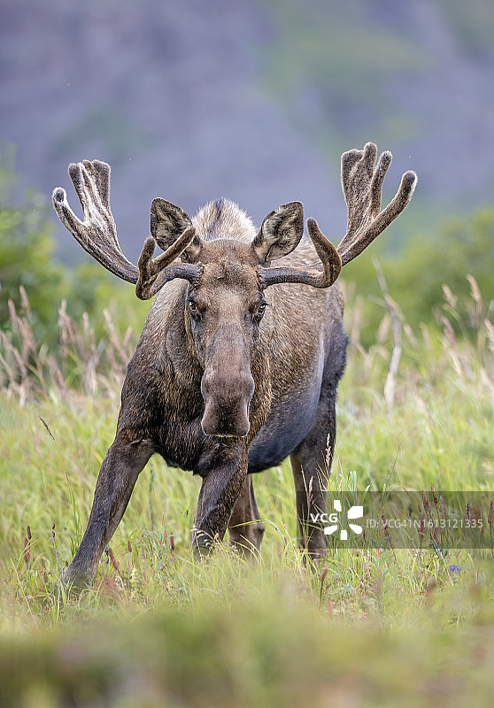 阿拉斯加驼鹿图片素材