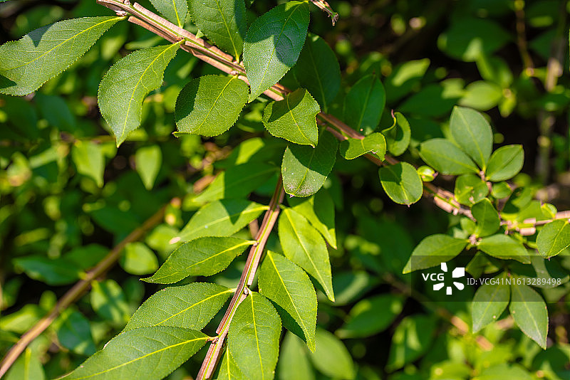夏季燃烧灌木的叶子树叶图片素材