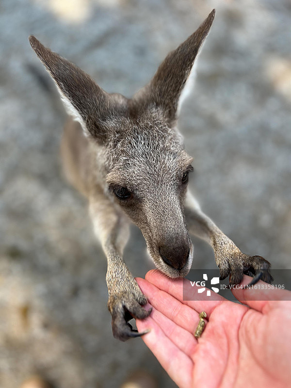 澳大利亚人喂袋鼠图片素材