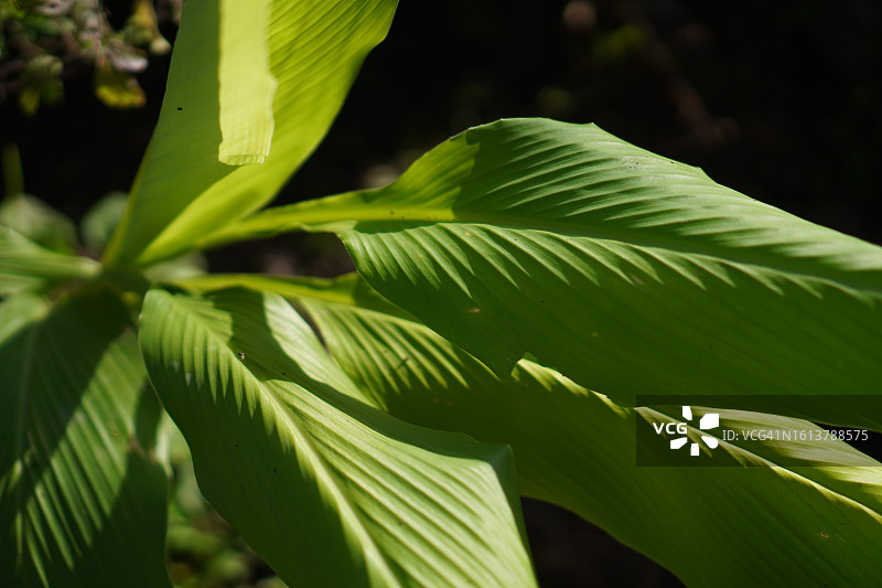 生长中的绿色叶子高良姜植物图片素材