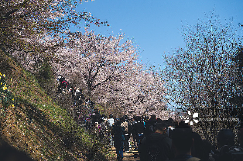 春季的日本：富士山新仓山浅间公园赏樱人群图片素材