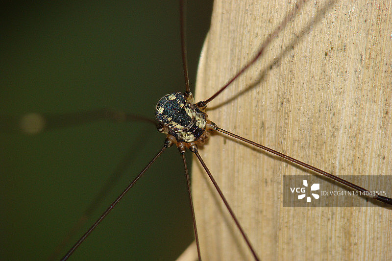 盲蛛(Leiobunum defectivum)图片素材