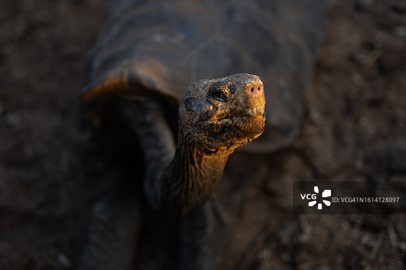 加拉帕戈斯象龟的特写图片素材