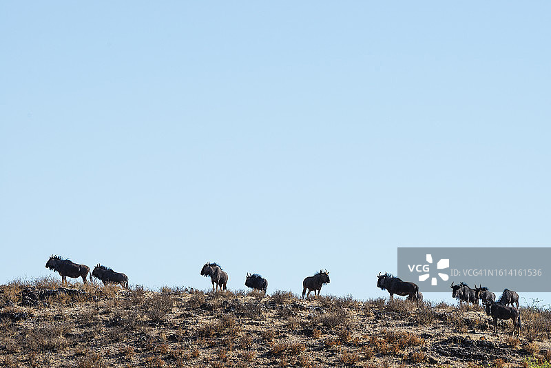 卡拉哈里的牛羚图片素材