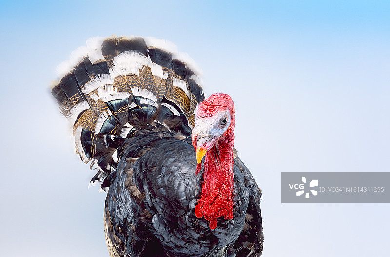 圣诞火鸡图片素材