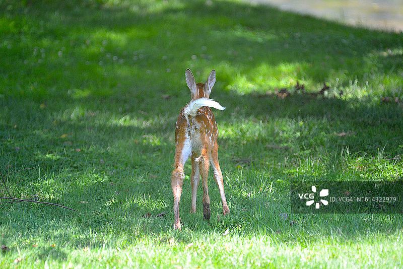 宾夕法尼亚州的白尾鹿图片素材