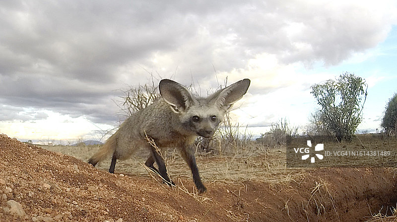 蝙蝠耳廓狐地面特写图片素材