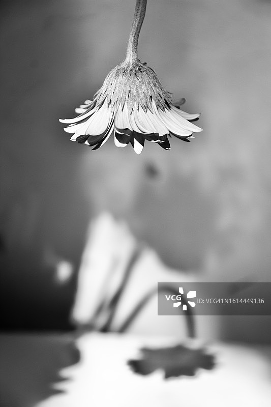 下垂的勋章菊图片素材