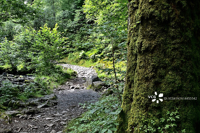穿过树林的路图片素材