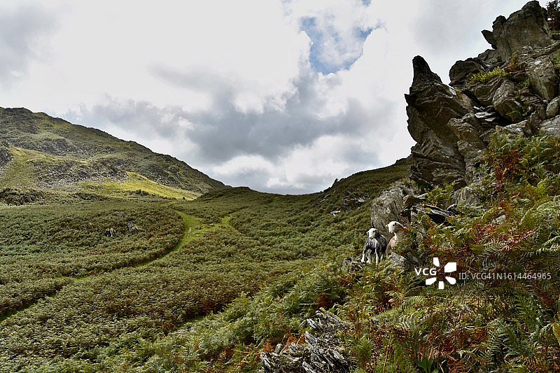 在窑炉银行的牧场上的赫德威克羊图片素材