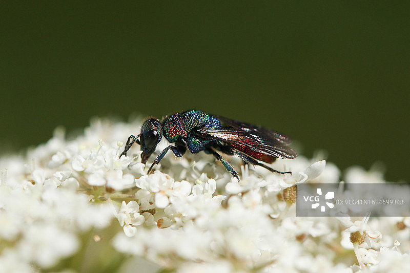 一只美丽的杜鹃黄蜂正在以野胡萝卜植物的花粉为食图片素材