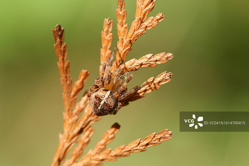 一只花园十字蜘蛛，Araneus diadematus，在林地的一根树枝上图片素材