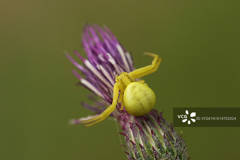 在蓟花上等待狩猎的蟹蛛图片素材