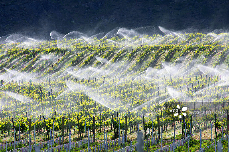葡萄园灌溉图片素材