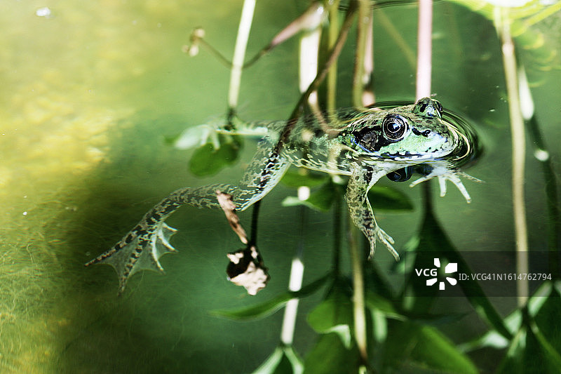 绿色雾气图片素材