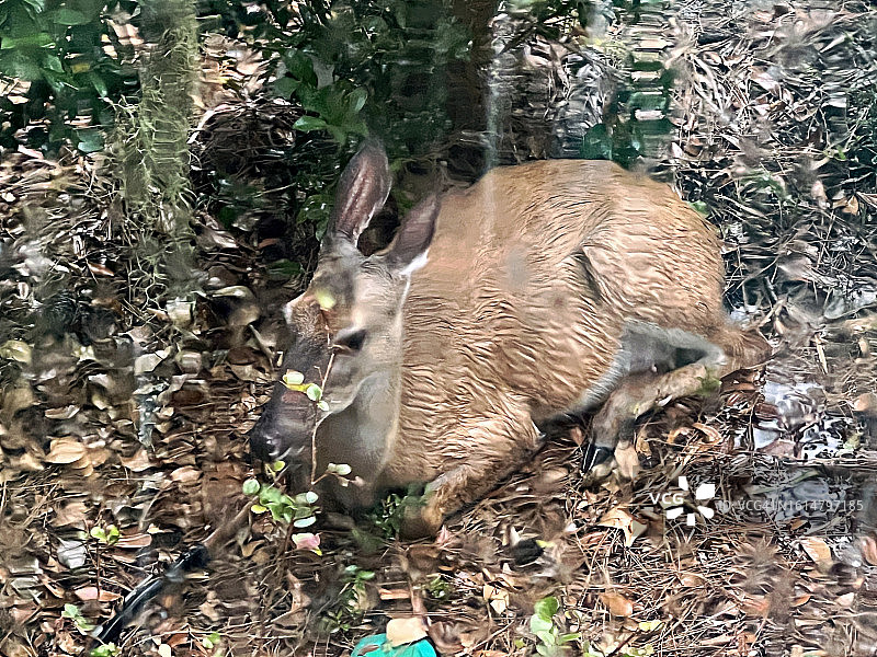 母鹿在暴雨中休息图片素材
