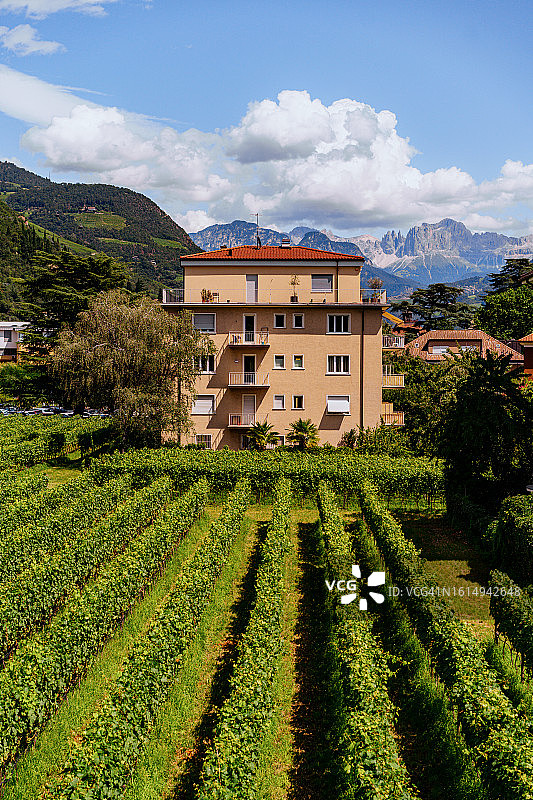 意大利南蒂罗尔博尔扎诺山区葡萄园图片素材