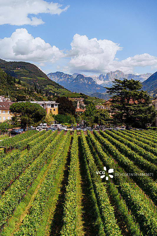 意大利南蒂罗尔博尔扎诺山区葡萄园图片素材