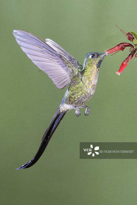 紫尾蜂鸟雄鸟在花上觅食图片素材
