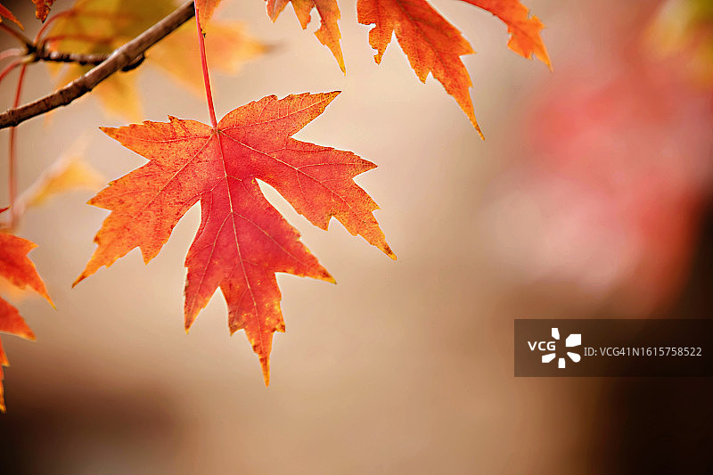 一片红色卡罗来纳枫叶图片素材
