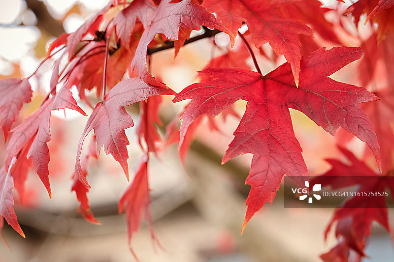红色卡罗来纳枫叶图片素材