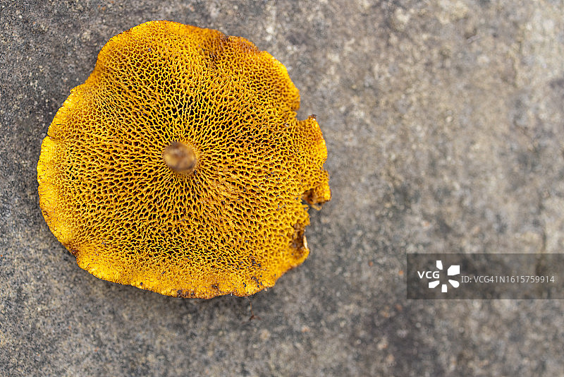 鸡油菌或美洲乳牛肝菌的底部图片素材