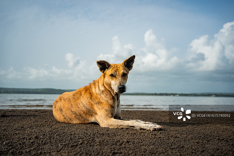 印度的流浪狗图片素材
