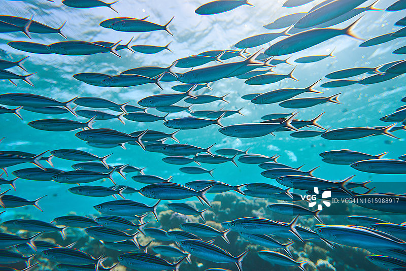 水下沙丁鱼生活图片素材