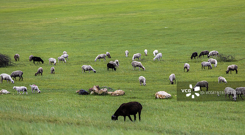 中国内蒙古呼伦贝尔草原牧场的绵羊图片素材