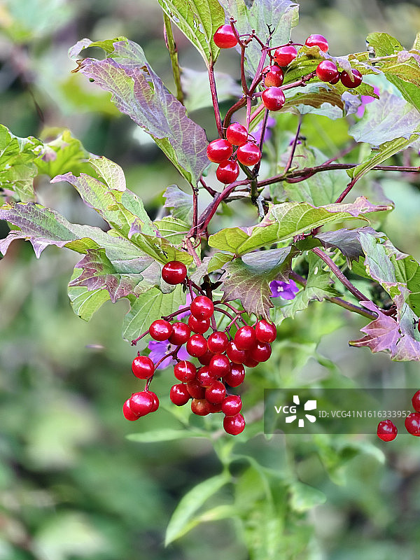 特写：结满红色浆果的欧洲荚蒾灌木图片素材