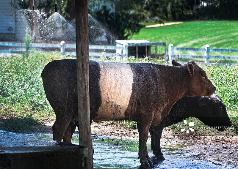 加洛韦带状牛图片素材