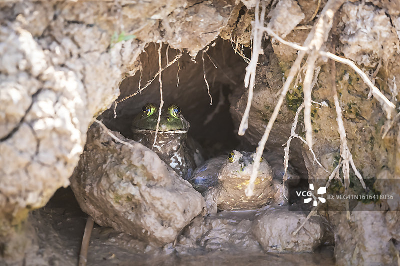 蟾蜍洞穴图片素材