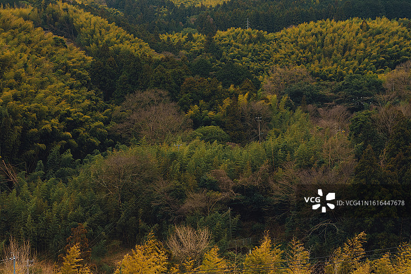 高视角秋季森林树木，日本图片素材