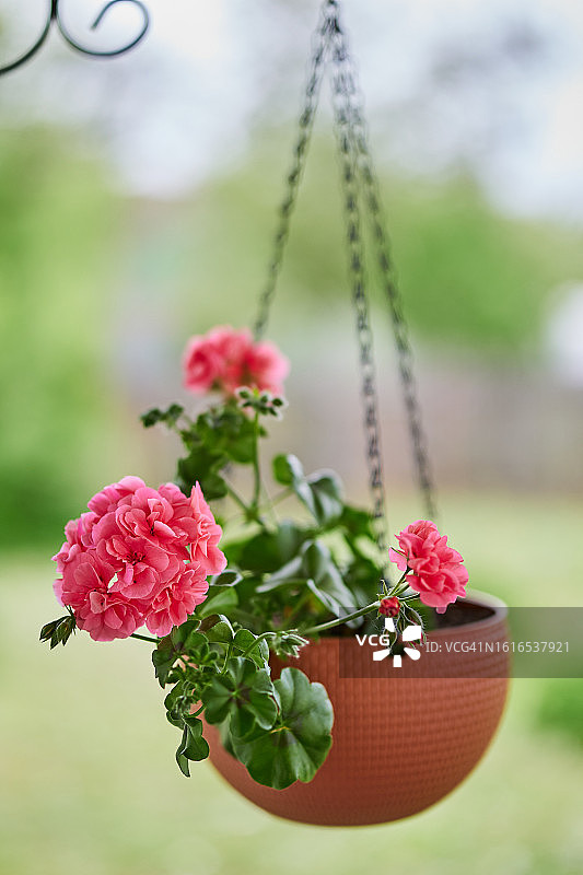 凉台悬挂式花盆中的明亮花朵图片素材