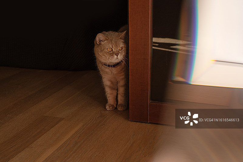 苏格兰短毛猫坐在木门后，看向别处的生活照，带文案空间图片素材