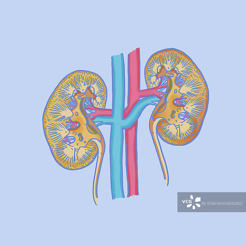 肾脏蓝图片素材