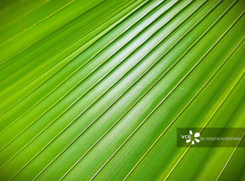 棕榈叶图片素材