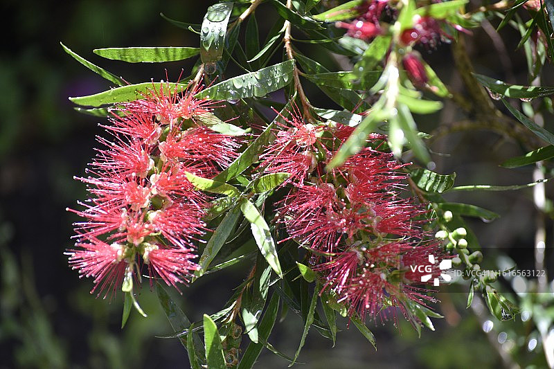白千层花图片素材