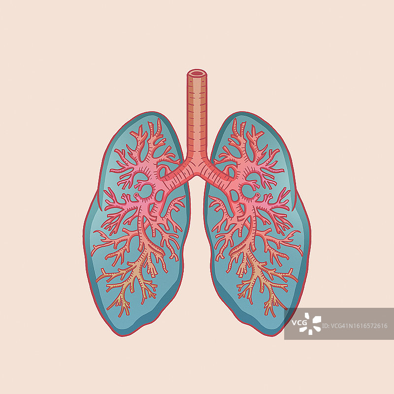 肺图片素材