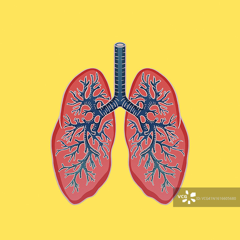 肺图片素材