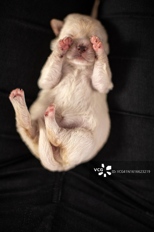 白色拉布拉多幼犬，十天大图片素材