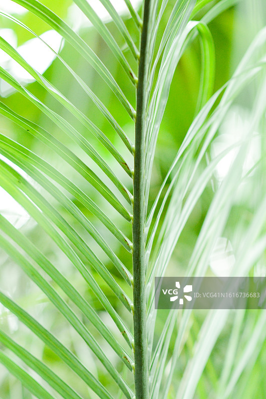 亮绿色对称细长叶子的棕榈树枝图片素材