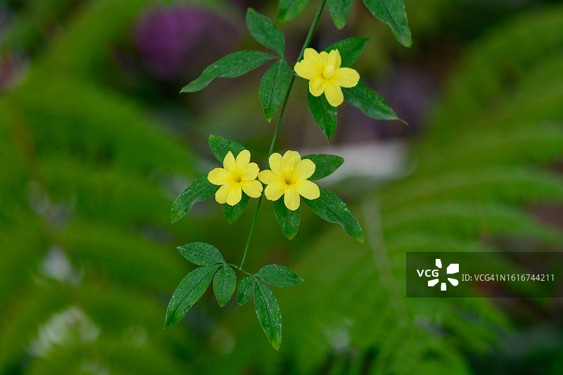 园艺花卉，黄色茉莉花图片素材