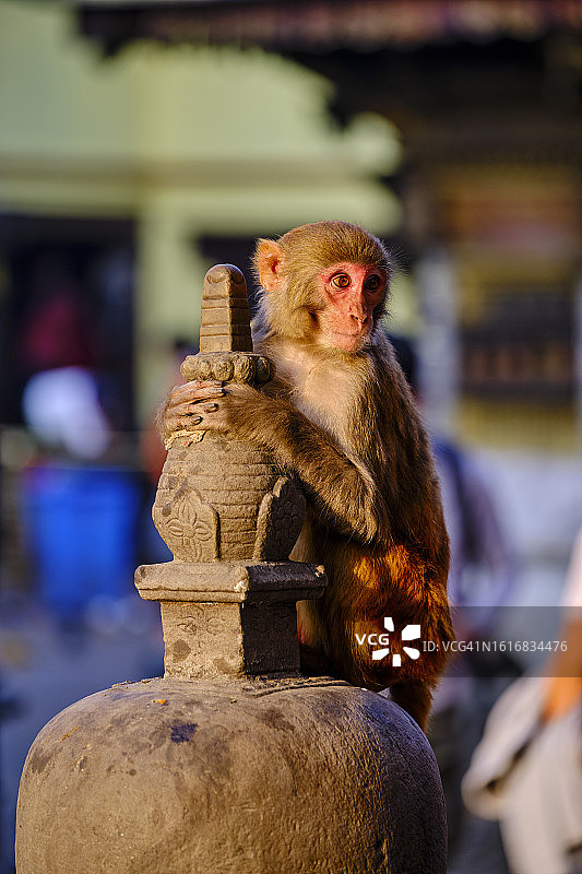 尼泊尔加德满都谷地斯瓦扬布纳特佛塔图片素材