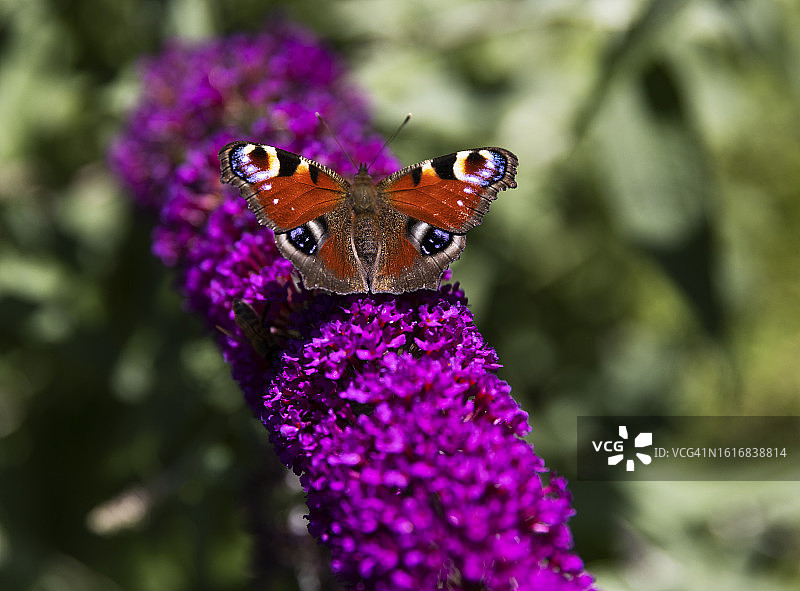 孔雀蝶图片素材