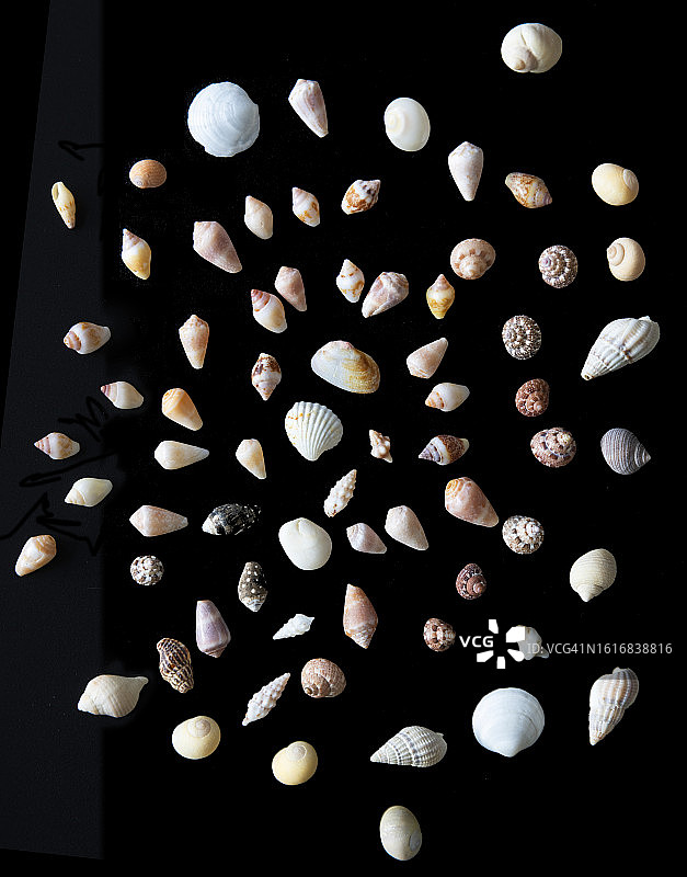 许多小贝壳图片素材