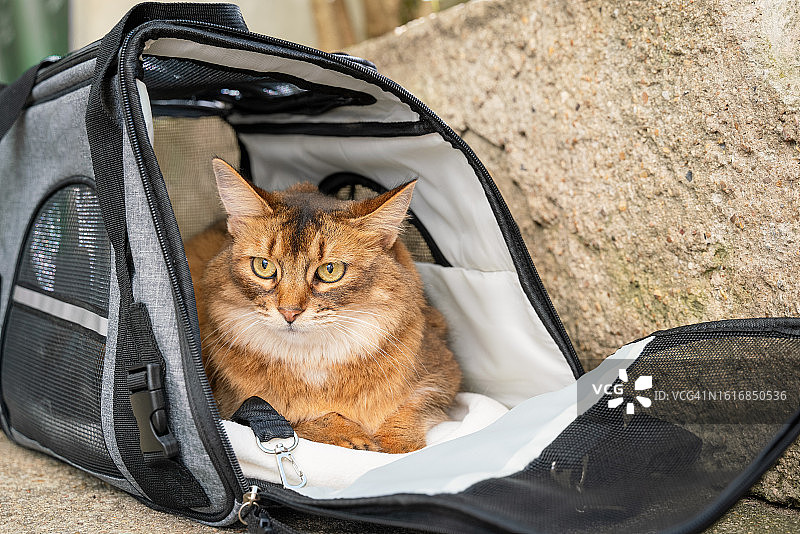 手提包里的猫咪图片素材