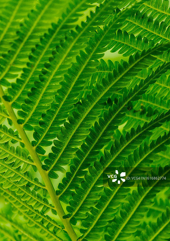 鲜绿蕨叶图片素材