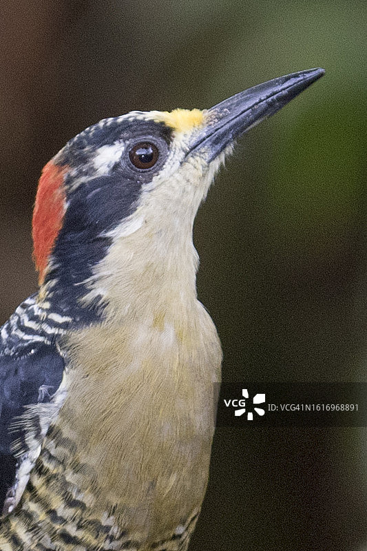 黑颊啄木鸟特写图片素材