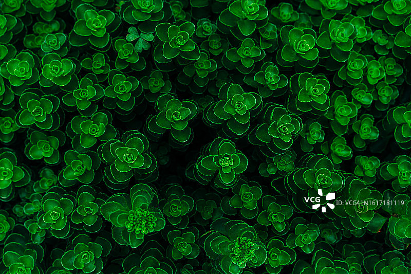 深色热带绿叶图案图片素材